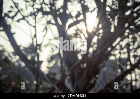 Lumière du soleil matinale à travers les feuilles d'arbre. Blur Forest Bush environnement boisé dans la silhouette de premier plan par rétro-éclairage lumineux sunbeam. La beauté dans la nature Banque D'Images