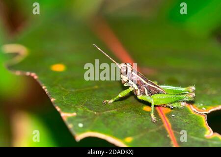 Forêt tropicale, Parc national de Marino Ballena, Uvita de Osa, Puntarenas, Costa Rica, Amérique centrale, Amérique Banque D'Images