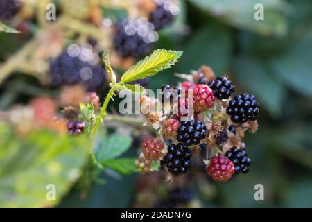 Brombeere, Brombeeren, Beeren, Früchte, Frucht, Echte Brombeere, Rubus fruticosus agg., Rubus sectio Rubus, Rubus fruticosus, blackberry, Bramble, fru Banque D'Images