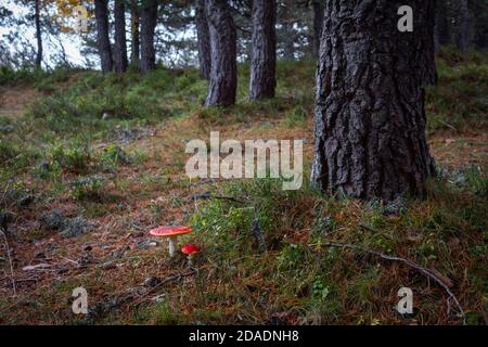 L'Amanita muscaria est un champignon toxique qui pousse en automne dans les forêts de conifères. Banque D'Images