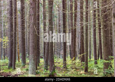 Une forêt dense de grands pins droits recouverts de mousse dans le nord-ouest de la Russie. Banque D'Images