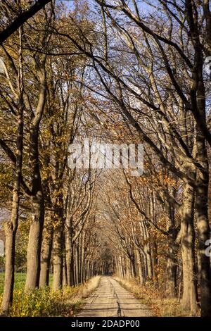 Atmosphère d'hiver pittoresque avec branches d'arbres stériles dans une voie Banque D'Images