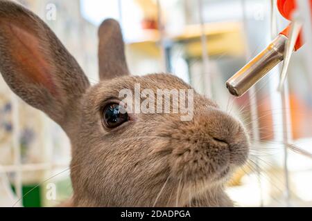 une image mignonne de mon lapin gris sur le point de le faire buvez une boisson fraîche d'eau Banque D'Images