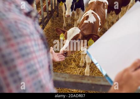 Agriculteur avec le presse-papiers prenant soin de petit veau debout grange sur ferme d'élevage Banque D'Images