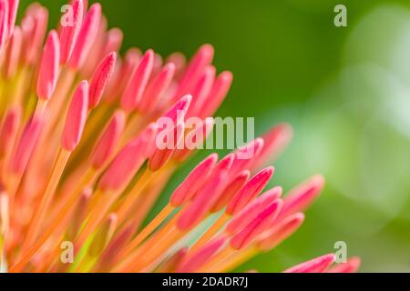 Bougainvilliers colorés bourgeons de fleurs avec accent sur le premier plan, nature tropicale ensoleillée Banque D'Images