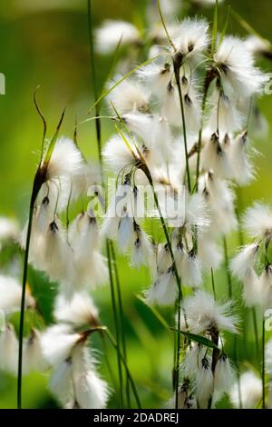 Coton à larges feuilles. Eriophorum latifolium. Herbe de coton. Coton tourbière à feuilles larges Banque D'Images