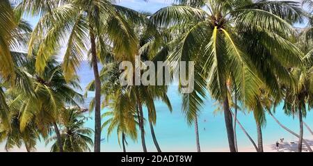 La belle île de Maafushi aux Maldives Banque D'Images