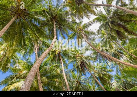 Palmiers, île tropicale avec coco-palmiers. Motif nature exotique Banque D'Images