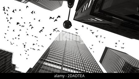 Silhouettes de pigeons entre les gratte-ciel de Manhattan. Image en noir et blanc Banque D'Images
