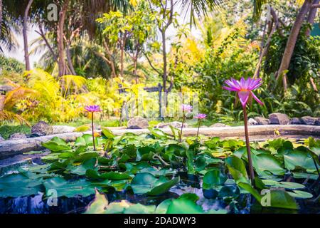 nénuphar violet de lotus se bloquant dans l'étang jardin tropical, pureté fond de nature. Fleurs exotiques tropicales, gros plan Banque D'Images