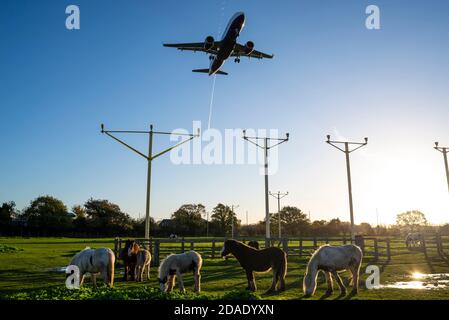 Aéroport de Londres Heathrow, Londres, Royaume-Uni. 12 novembre 2020. La pluie de nuit s'est effacée dans un matin lumineux, ensoleillé mais frais alors que les premiers arrivées débarque à Heathrow. Les chevaux dans le champ sous l'approche sont déchargés par les avions à réaction passant au-dessus Banque D'Images