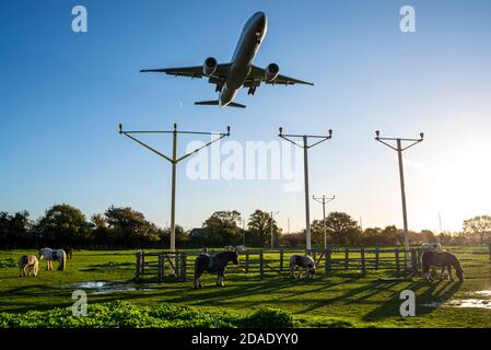 Aéroport de Londres Heathrow, Londres, Royaume-Uni. 12 novembre 2020. La pluie de nuit s'est effacée dans un matin lumineux, ensoleillé mais frais alors que les premiers arrivées débarque à Heathrow. Les chevaux dans le champ sous l'approche sont déchargés par les avions à réaction passant au-dessus. Boeing 777 d'American Airlines arrivant de Chicago Banque D'Images