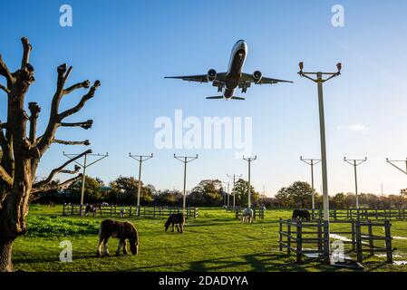 Aéroport de Londres Heathrow, Londres, Royaume-Uni. 12 novembre 2020. La pluie de nuit s'est effacée dans un matin lumineux, ensoleillé mais frais alors que les premiers arrivées débarque à Heathrow. Les chevaux dans le champ sous l'approche sont déchargés par les avions à réaction passant au-dessus. Boeing 777 d'Air Canada en provenance de Toronto Banque D'Images