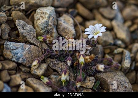 Fleur arctique de l'oreille de la souris - Cerastium nigrescens, fleur blanche rare des îles Shetland, Écosse, Royaume-Uni. Banque D'Images