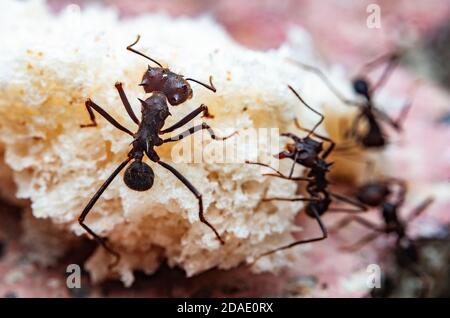 Photo macro des fourmis de coupe de feuilles sur un morceau de pain Banque D'Images