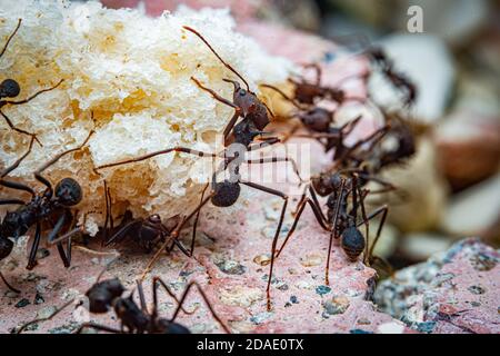 Photo macro des fourmis de coupe de feuilles sur un morceau de pain Banque D'Images