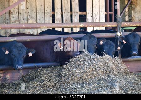 Bétail européen se nourrissant de foin dans le stalle. République tchèque, Europe Banque D'Images