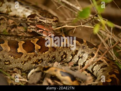 Sand Boa (Gongylophis conicus) à échelle grossière dans le parc national de Bharatpur, en Inde Banque D'Images