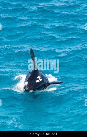 Braconnage de la baleine droite du sud. Banque D'Images