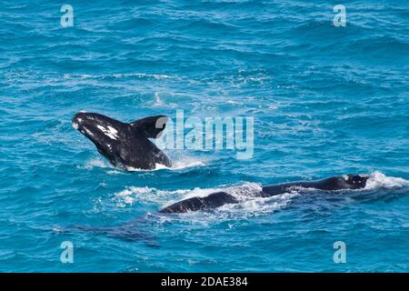 La baleine droite méridionale braconnage de veau à côté de sa mère au repos. Banque D'Images