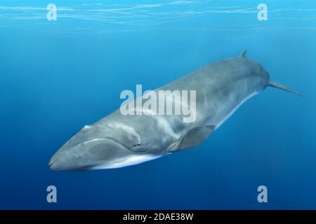 Baleine noire pygmée, la plus petite des baleines à deux baleines. Banque D'Images