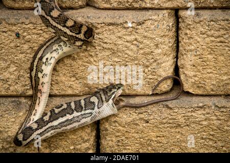 Tapis Python, Morelia spilota, déglutition proie - herbage melomys (melomys burtoni, rongeur) dans jardin privé Queensland, Australie, été. Banque D'Images