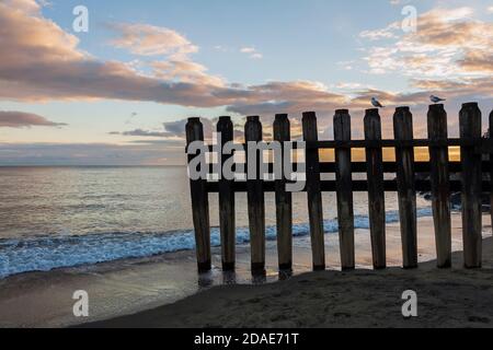 Mouettes perchées sur une groyne au coucher du soleil, Ventnor, île de Wight Banque D'Images