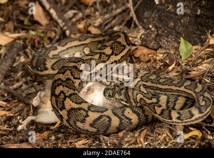 Tapis Python, Morelia spilota, tuant la proie par constriction - herbage melomys (melomys burtoni, rongeur) dans le jardin privé Queensland, Australie. Banque D'Images