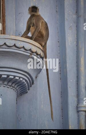 Pushkar, Inde, novembre 2008. Un singe langur dans une fenêtre de la ville. Banque D'Images