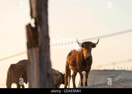 Vaches de montagne brunes paissant sur un pâturage et regardant appareil photo Banque D'Images
