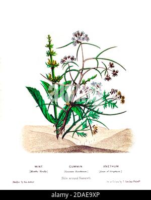 Bouquet de menthe (Mentha viridis), Cummin (Cuthutrycyminum), Anethum (anis) de plantes de la Terre Sainte: Avec leurs fruits et fleurs, magnifiquement illustrés par des dessins originaux, colorés de la nature par le Rév. Osborn, H. S. (Henry Stafford), 1823-1894 publié à Philadelphie, par J.B. Lippincott & Co. En 1861 Banque D'Images