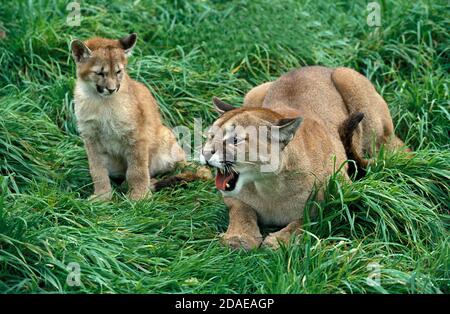 Puma concolor couguar, MÈRE GRONDANT AVEC CUB Banque D'Images