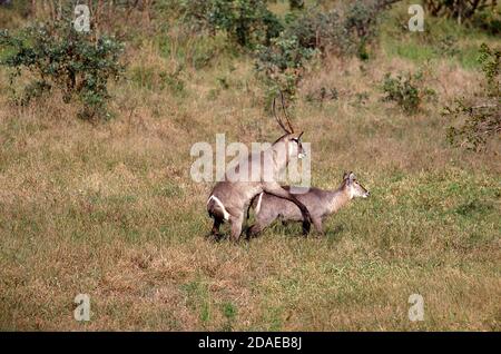 Kobus ellipsiprymnus COMMON WATERBUCK, paire d'accouplement, KENYA Banque D'Images