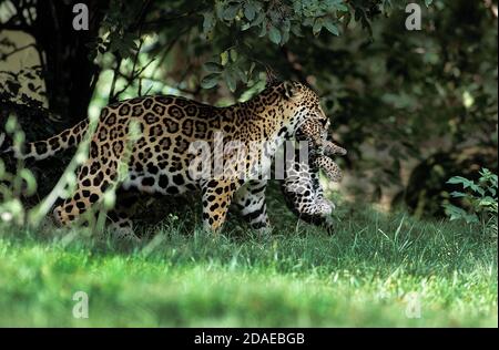 JAGUAR Panthera onca, FEMME TRANSPORTANT CUB DANS LA BOUCHE Banque D'Images