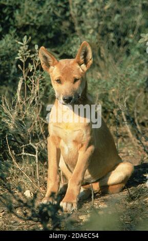 DINGO canis familiaris dingo, PUP ASSIS DANS BUSH, AUSTRALIE Banque D'Images