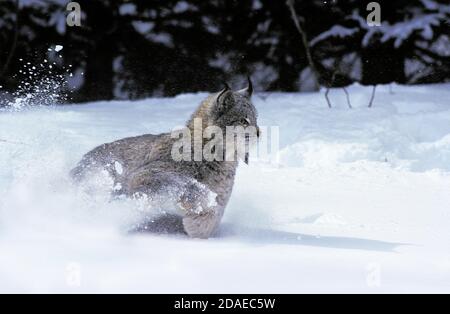 LYNX du Canada Lynx canadensis, DES PROFILS D'EXÉCUTION DANS LA NEIGE, CANADA Banque D'Images