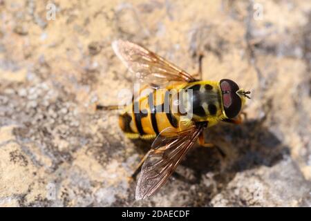 Survol du crâne, Myathropa florea, vol stationnaire, mimiridry, mouche Banque D'Images