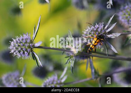 Litière d'homme à feuilles plates, eryngium planum, buck moins tacheté, Rutpela maculata, Strangalia maculata, longicorne, jardin naturel Banque D'Images