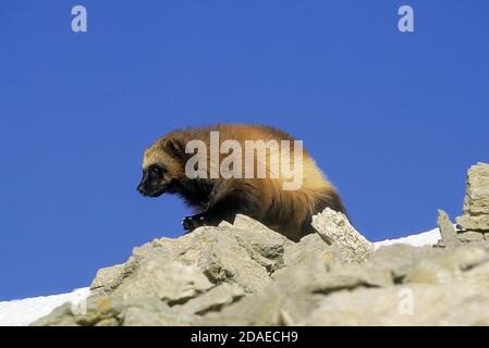 AMÉRIQUE DU NORD WOLVERINE gulo gulo luscus, ADULTE DEBOUT SUR ROCK, CANADA Banque D'Images