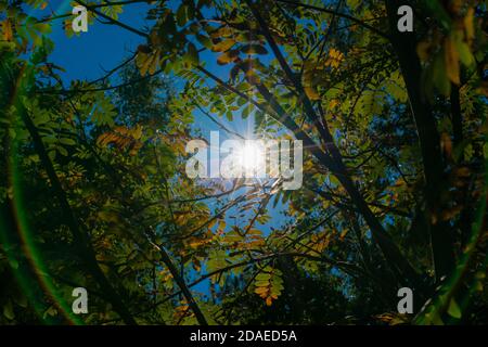 Feuilles d'arbre en automne, premières feuilles décolorées sur l'arbre, le soleil brille à travers la cime, cercle par réflexions de lumière Banque D'Images