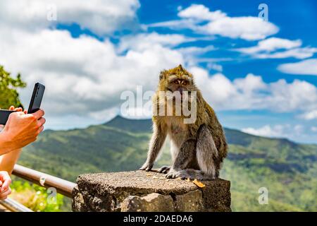 Les touristes prennent des photos avec leurs smartphones d'un macaque assis sur le terrain (Macaca), point de vue de la rivière Noire, Parc national des Gorges de la rivière Noire, Maurice, Afrique, Océan Indien Banque D'Images