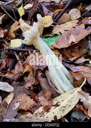 Helvella crispa champignon autrement connu sous le nom de selle d'ailfin ou blanc selle Banque D'Images