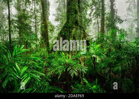 Un vert luxuriant lors d'une journée brumeuse dans la forêt tropicale du parc national de Dorrigo. Banque D'Images