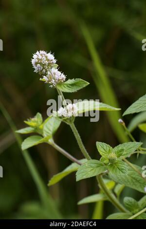 Menthe aquatique (Mentha aquatica) Banque D'Images