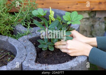 Plantation de fleurs hellebore dans le jardin Banque D'Images