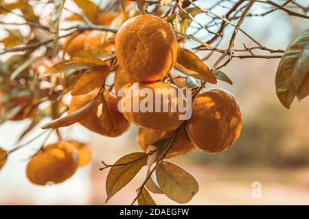 Plantation de tangerine. Mandarine sur la branche. Banque D'Images