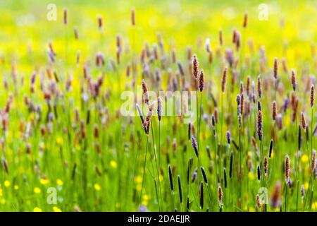 Herbe longue herbe de renard de prairie poussant sur les graminées de champ de la saison de printemps Banque D'Images