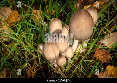 Champignons communs d'Inkcap dans la forêt de Suffolk, Angleterre Banque D'Images