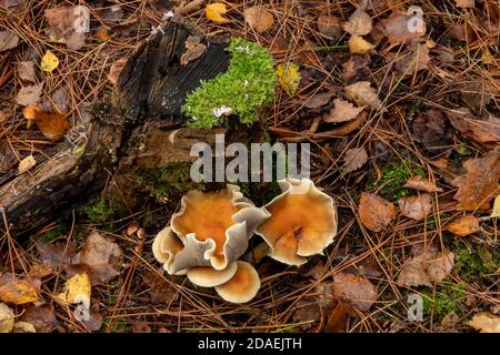 Croissance des champignons dans la forêt, Suffolk, Royaume-Uni Banque D'Images