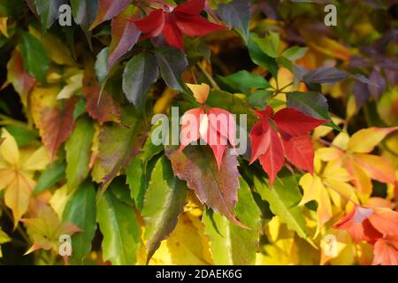 L'automne doré coloré laisse dehors dans le jardin Banque D'Images